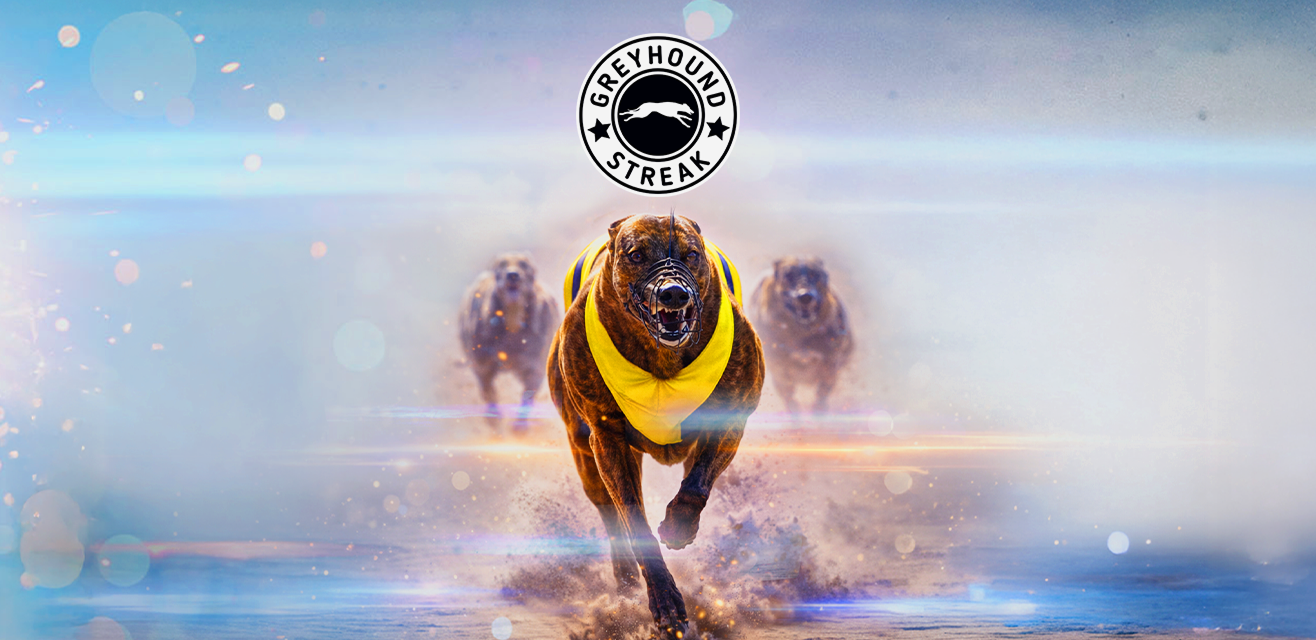 Greyhound Streak  Novibet