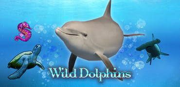 Wild Dolphins Novibet